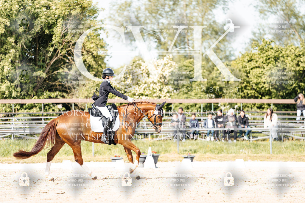 CK900297 | Turnierfotografie Pferdefotografie Trier Rheinland-Pfalz Pferdesport Reitsport Tierfotografie Sportfotografie Pferdevideo Pferdevideografie Equestrianvideography equestrianphotography  - Realisiert mit Pictrs.com