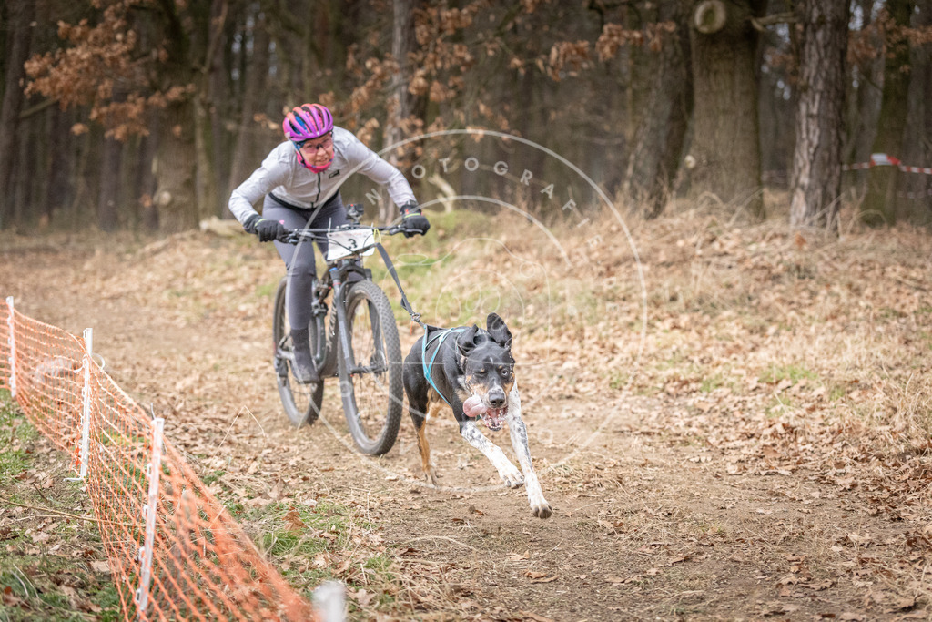 Pfotenfotografie_DV3A1301 | Hundefotografie, Tierfotograf, Pfotenfotografie, Fotoshooting Hund, Hunde Portrait, Hundesport, Hundeportraits, Heideshooting, Hunde, Sportfotograf, Hundefotograf, Turnierhundsport, THS,  - Realisiert mit Pictrs.com