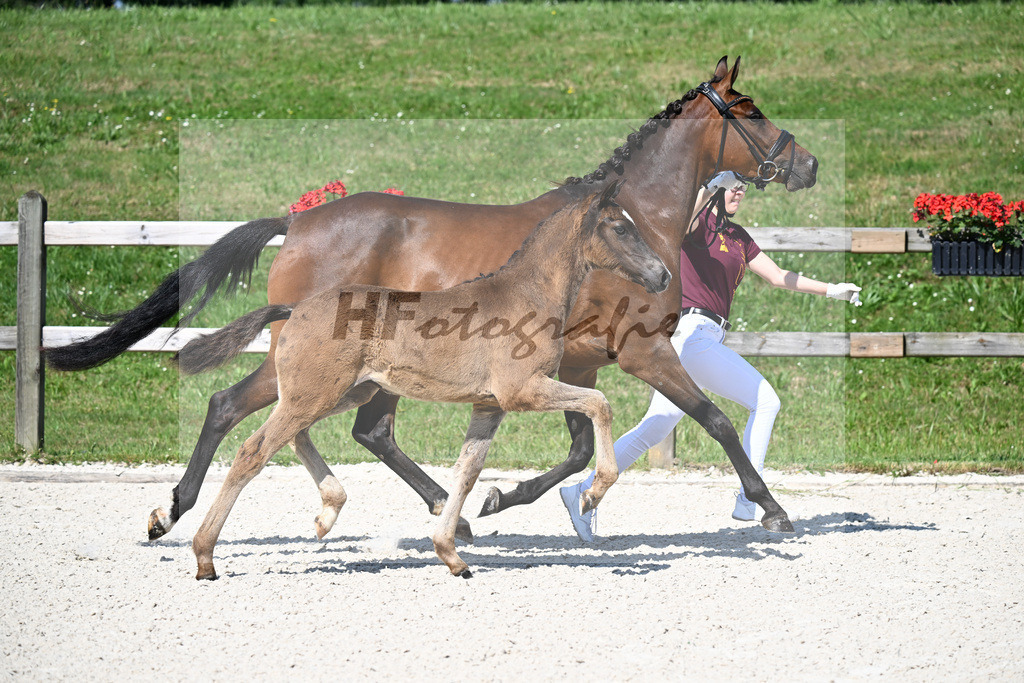 Kat-Nr. 1 Gold Garant x Cosmo Callidus NRW_HF_Riess_15250039 | hf-fotografie - Realizzato con Pictrs.com