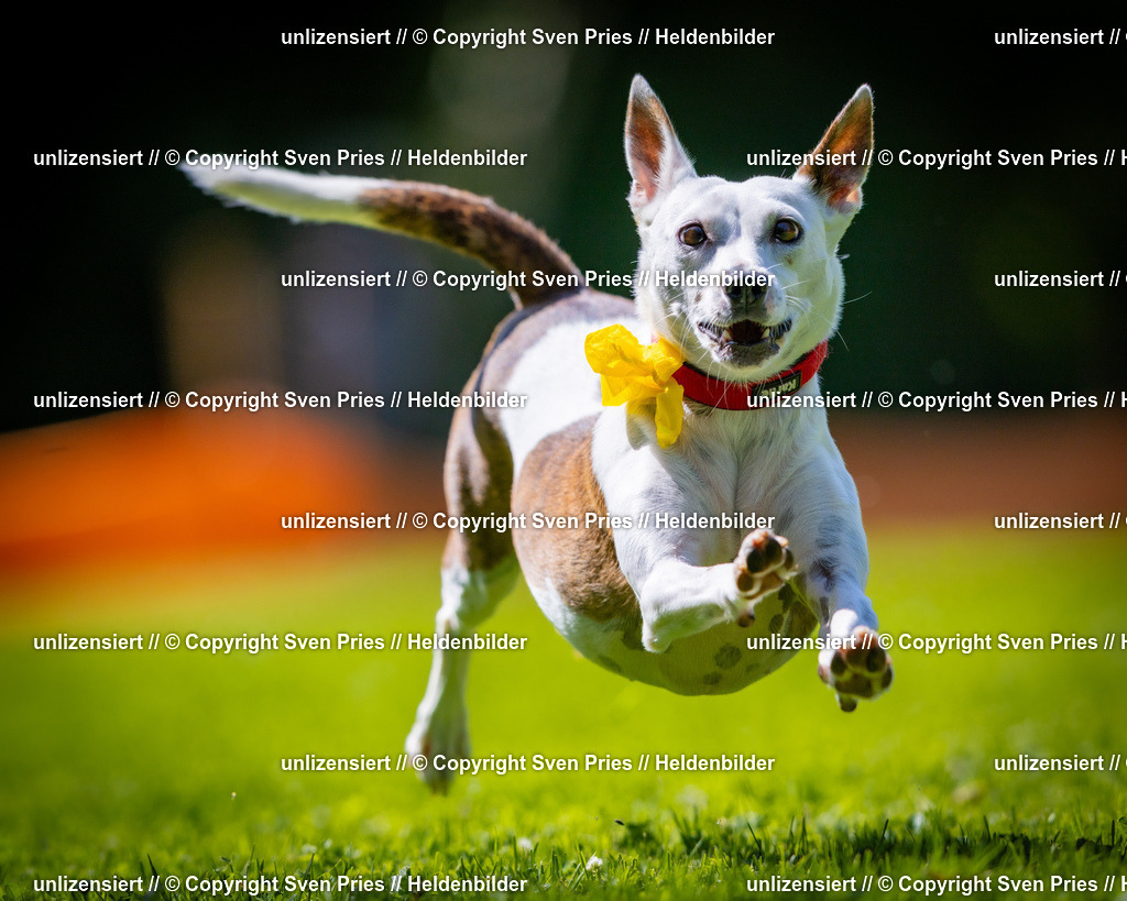 Sven Pries | 2025-08-10 - Hunderennen Durlach - Realisiert mit Pictrs.com