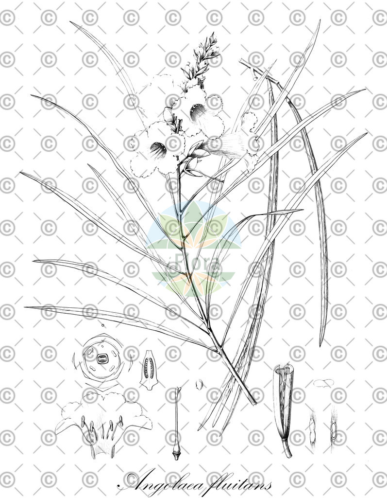 HistAbb_wfo-0000536542_456_ENZY_Simple | Historische Abbildung von Angolaea fluitans - Podostemaceae | Historical Illustration of Angolaea fluitans - Podostemaceae