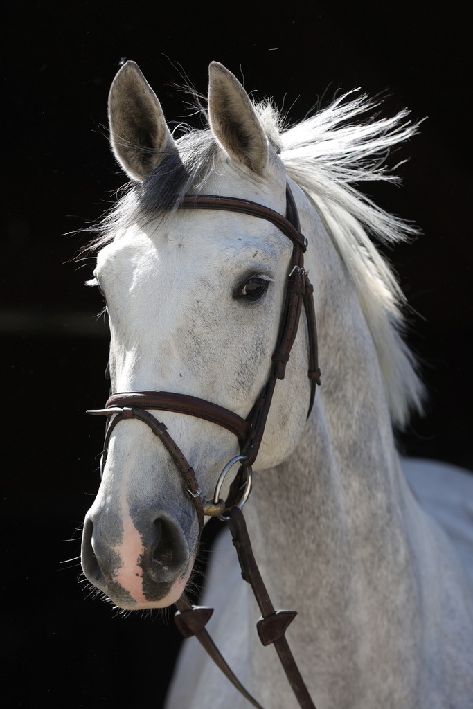 0P6A8893 | Willkommen bei Brunnmayr - Design & Fotografie – Ihrem Spezialisten für Reitturniere und Pferdeveranstaltungen in Oberösterreich, Salzburg und Bayern! Seit über 17 Jahren sind wir leidenschaftlich dabei.
