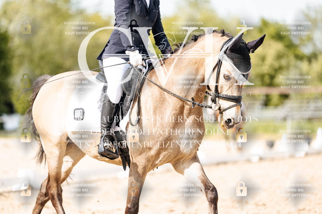 CK900473 | Turnierfotografie Pferdefotografie Trier Rheinland-Pfalz Pferdesport Reitsport Tierfotografie Sportfotografie Pferdevideo Pferdevideografie Equestrianvideography equestrianphotography  - Realisiert mit Pictrs.com