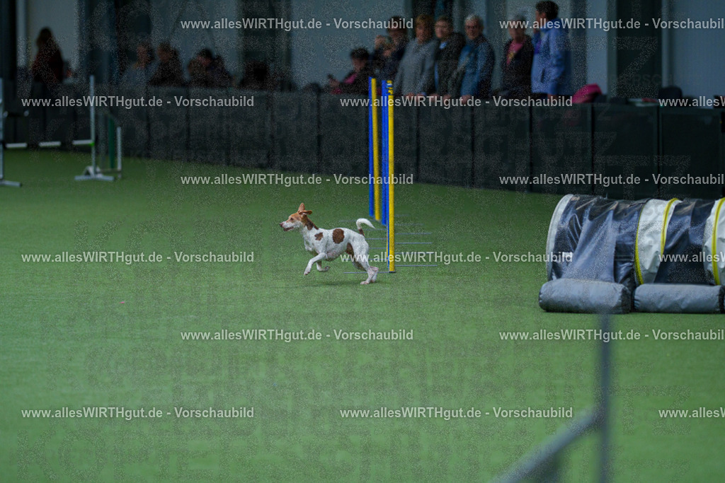 @allesWIRTHgut_Tierfotografie - www.allesWIRTHgut.de - 2604251120-7R500322 | Professionelle Tierfotografie in Mönchengladbach von Daniel Wirth (allesWIRTHgut). Liebevolle & natürliche Bilder von Hunden & Katzen für unvergessliche Erinnerungen.