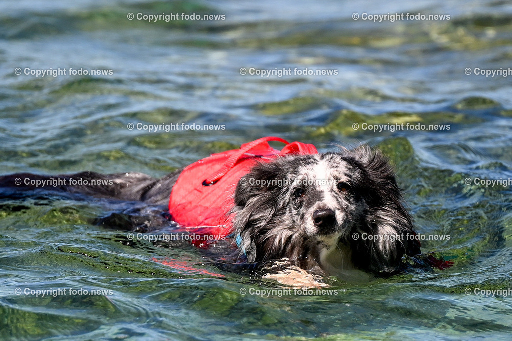 Kroatien_ Brac_ Insel in Dalmatien_ Milna_ 18.07.2025-36 | 18.07.2025, Kroatien, HRV, Brac, Insel in Dalmatien, Milna im Bild Themenbild, Hund, Hunde, Strand, Felsen, Urlaub, Urlaub mit Hund am Meer, schwimmen, Meer, Adria, Tourismus, Salzwasser, Feature, Symbolbild