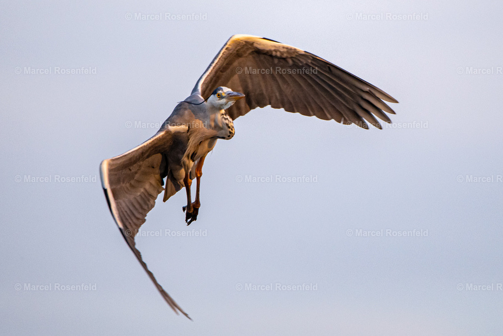 _DSC6135 | foto-rosenfeld