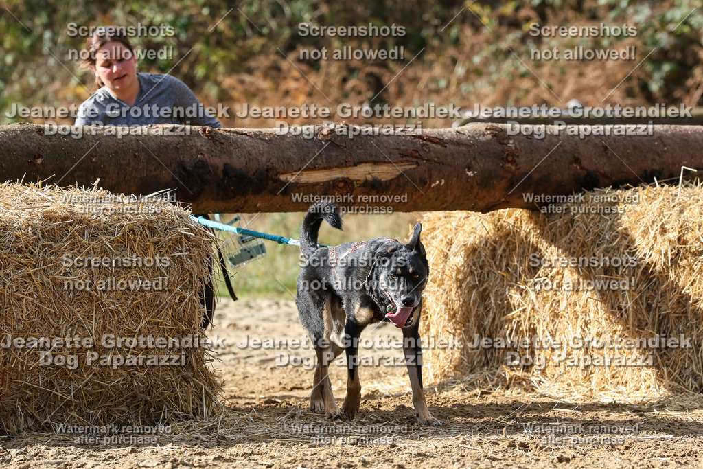 Dog Paparazzi - Strongdog 10-25-5109 | Dog Paparazzi Jeanette Grottendiek Fotografie & Videografie - Realisiert mit Pictrs.com