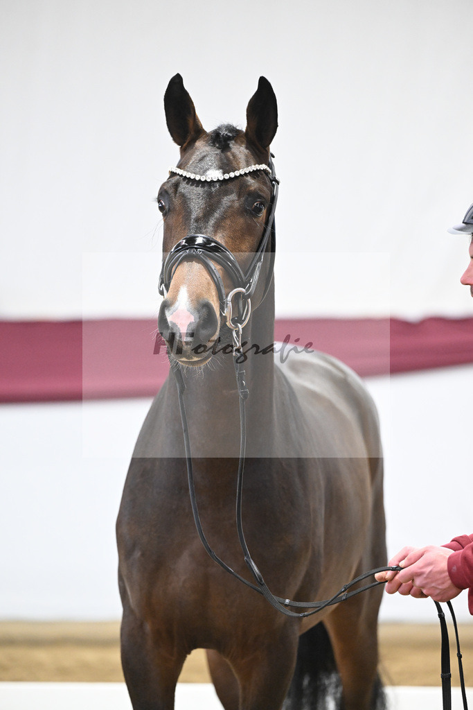 Kat-Nr. 70 Valdiviani x Fuerstenball_Joachim Weil_47252572 | hf-fotografie - Realisiert mit Pictrs.com