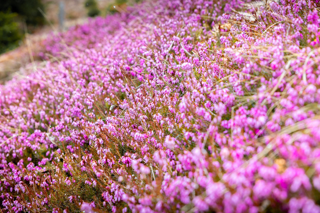 Erikablüte Steiermark | Ihre Fotografin im Lungau, ihre Fotografin im Mostviertel, Wandbilder Onlineshop, Imagefotos für Ihr Unternehmen,  - Realisiert mit Pictrs.com