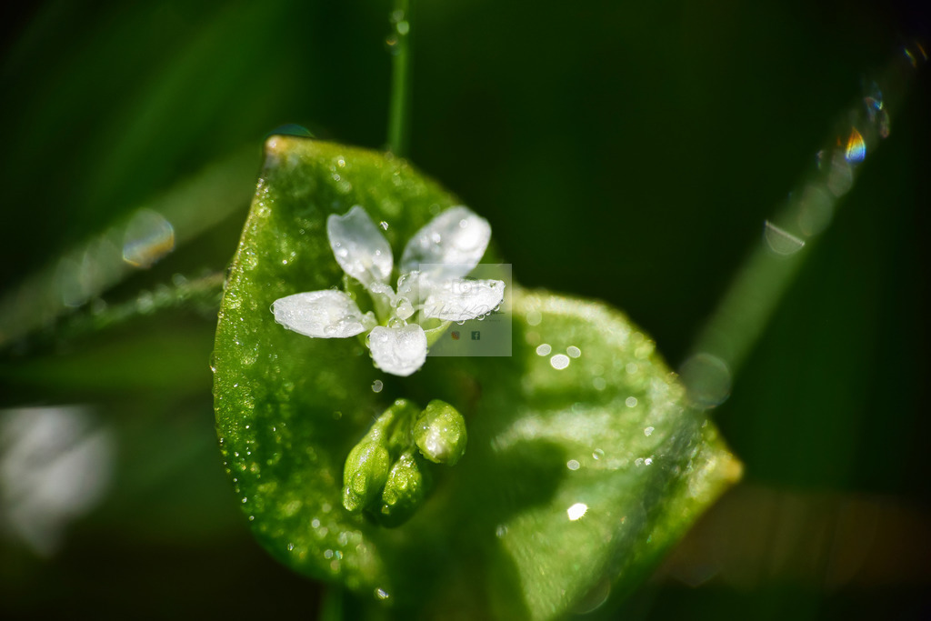 Makro - floral (7) | Buche Fotoshootings und entdecke hochwertige Fotoprodukte bei Mathias Ku Photos. Personalisiert, kreativ & mit Liebe zum Detail. Jetzt informieren! - Realisiert mit Pictrs.com