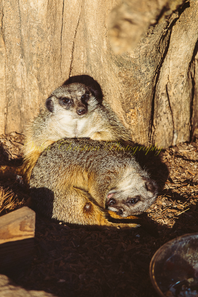 TPH 11p | Christian Vulin  - Realisiert mit Pictrs.com