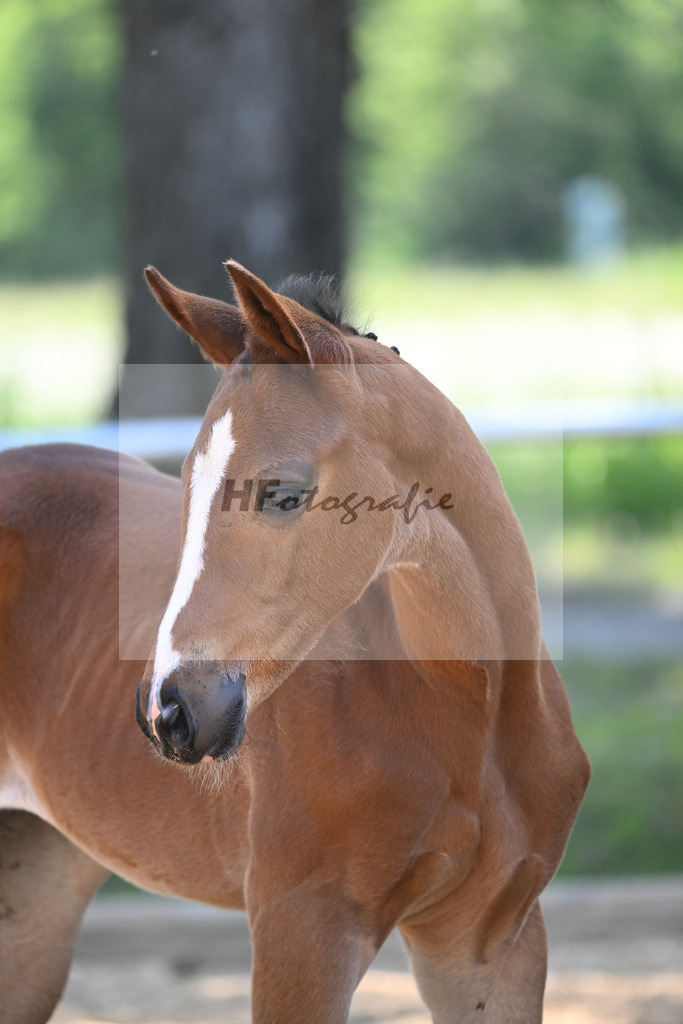 Kat-Nr. 12 SF Kjento_Knott_14230279 | hf-fotografie - Realisiert mit Pictrs.com