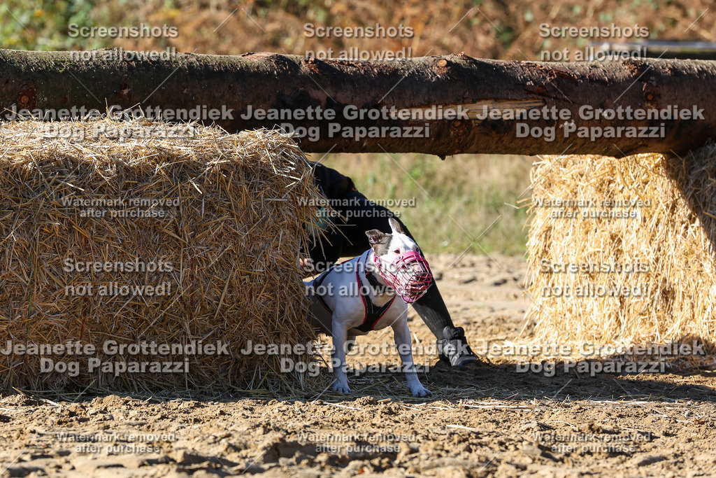 Dog Paparazzi - Strongdog 10-25-2265 | Dog Paparazzi Jeanette Grottendiek Fotografie & Videografie - Realisiert mit Pictrs.com