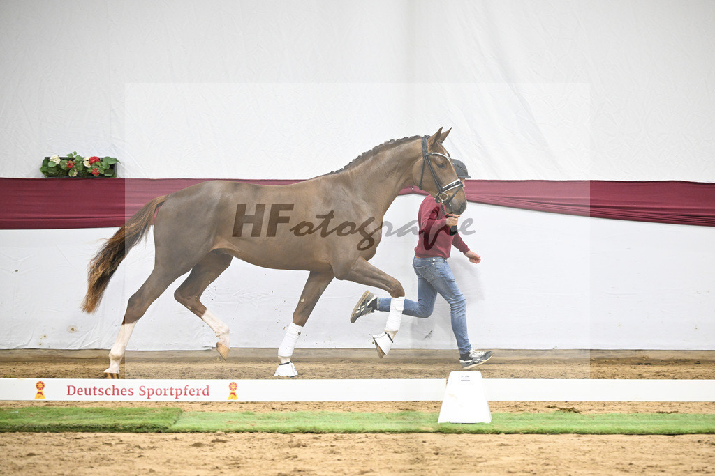 Kat-Nr. 48 Valdiviani x De Beau_Schult Horses GmbH _ Co. KG_47251685 | hf-fotografie - Realisiert mit Pictrs.com
