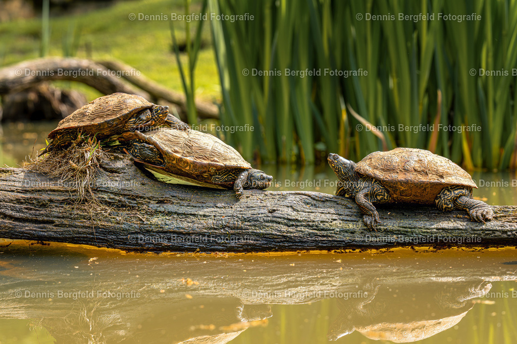 Schildkröten | Entdecken Sie Natur, Makro und Tierfotografie von Dennis Bergfeld.Besondere Momente und Details der Natur, hochwertig als Foto und Wandbild erhältlich. - Realisiert mit Pictrs.com