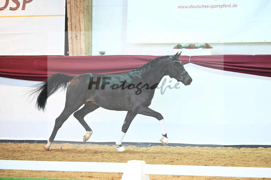 Kat-Nr. 19 v. Desperados_Reesink Horses_66220313 | hf-fotografie - Realisiert mit Pictrs.com