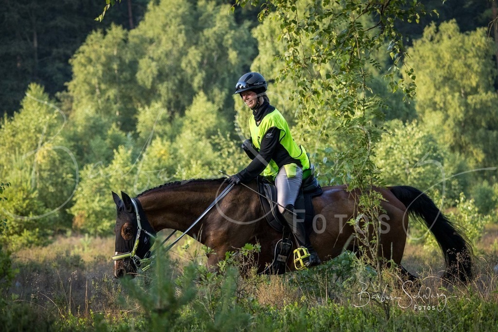 WehlenerHeide_2026-06-27_21 | Stimmungsvolle Fotografie von Pferden, fotografische Begleitung von Veranstaltungen, Golfturnieren und Distanzritten - Realisiert mit Pictrs.com