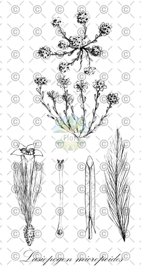 HistAbb_wfo-0000877631_1_ENZY_Simple | Historische Abbildung von Lasiopogon micropoides - Asteraceae | Historical Illustration of Lasiopogon micropoides - Asteraceae