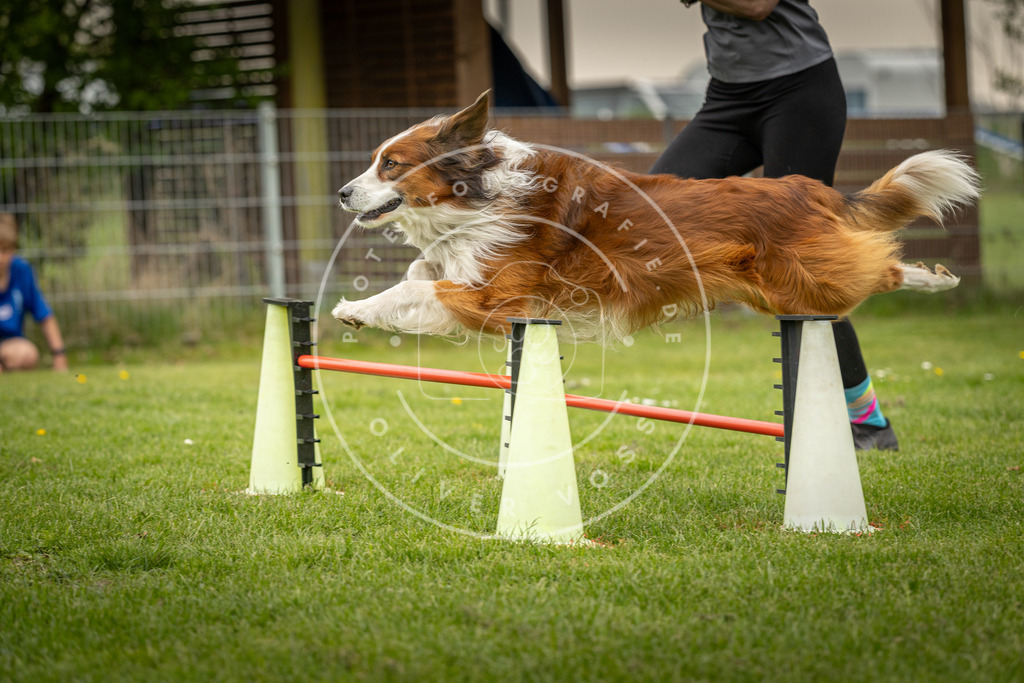 Pfotenfotografie_DV3A1068 | Hundefotografie, Tierfotograf, Pfotenfotografie, Fotoshooting Hund, Hunde Portrait, Hundesport, Hundeportraits, Heideshooting, Hunde, Sportfotograf, Hundefotograf, Turnierhundsport, THS,  - Realisiert mit Pictrs.com