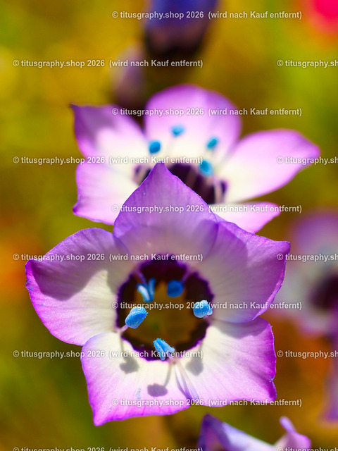 titusgraphy_P7173183-vz-ln | titusgraphy-shop: Geschenkideen mit Qualitätsfotos. titusgraphy-shop: gift ideas with quality photos. titusgraphy-shop: idées cadeaux avec photos de qualité.  - Realisiert mit Pictrs.com