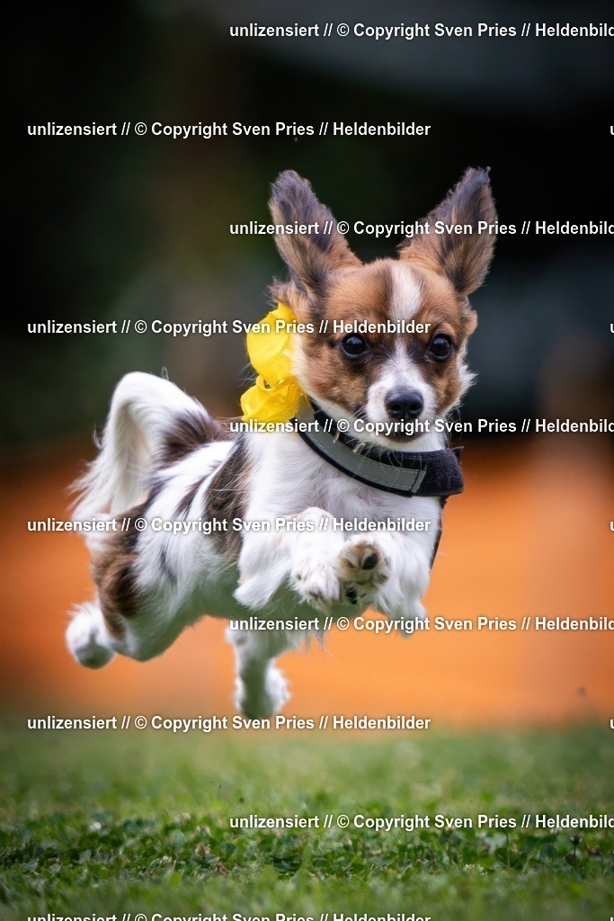 Sven Pries | 19. Allgemeines Hunderennen Karlsruhe Durlach - Realisiert mit Pictrs.com