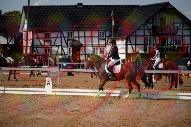 2026_10_03_Siefer-Hof_115517_Z63_30675323 | Professionelle Reitsport-, Turnier- und Eventfotografie von Robert Broda. Galerien mit ausgewählten und bearbeiteten Bildern direkt online ansehen und bestellen.
