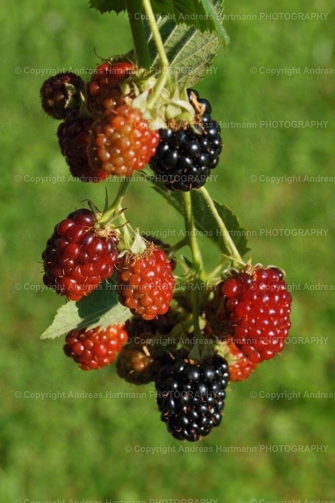 Brombeeren | Brombeeren - Realisiert mit Pictrs.com