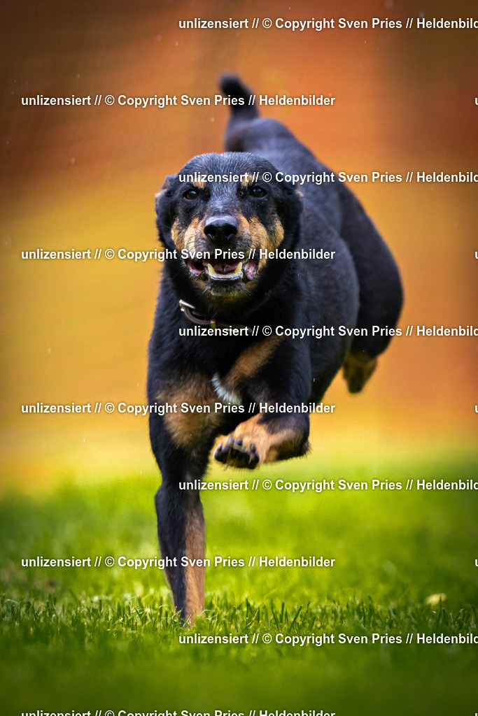 Sven Pries | 2025-09-21 - Hunderennen Baden-Oos - Realisiert mit Pictrs.com