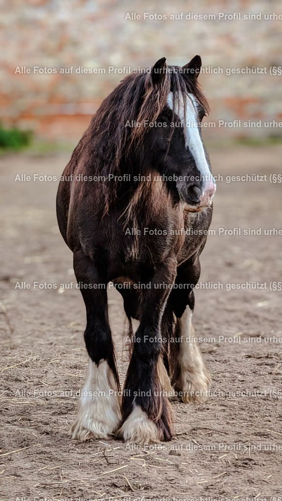 PXL_20241012_125352913 | krollfotografie - Realisiert mit Pictrs.com