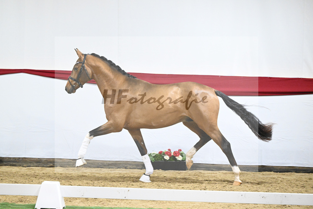 Kat-Nr. 20 v. Vaderland_Gestuet Pramwaldhof_63220588 | hf-fotografie - Realizzato con Pictrs.com