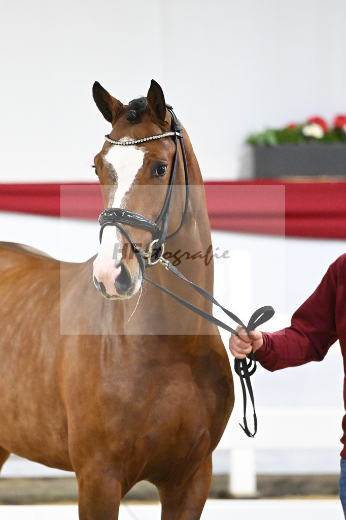 Kat-Nr. 27 v. Cornado I_Schulze-Averdiek_63220917 | hf-fotografie - Realisiert mit Pictrs.com