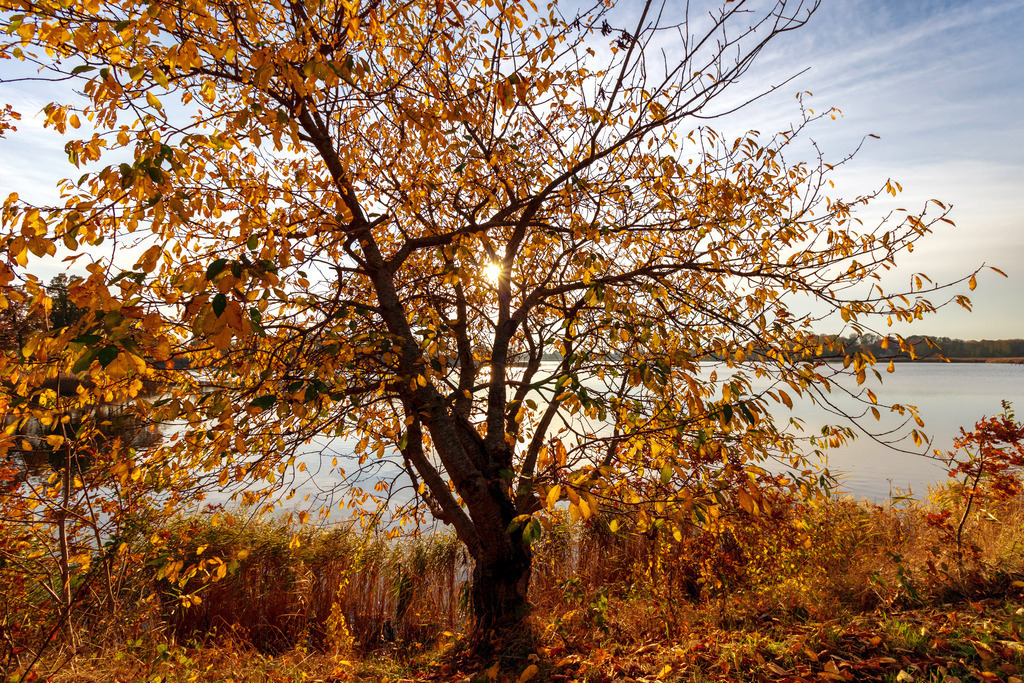 Wandbild: Herbstlicher Baum in Lindaunis | Dieses Wandbild im Querformat zeigt einen herbstlichen Baum an der Schlei in Lindaunis. In der Mitte des Baums ist die tiefstehende Sonne zu sehen.  - Realisiert mit Pictrs.com