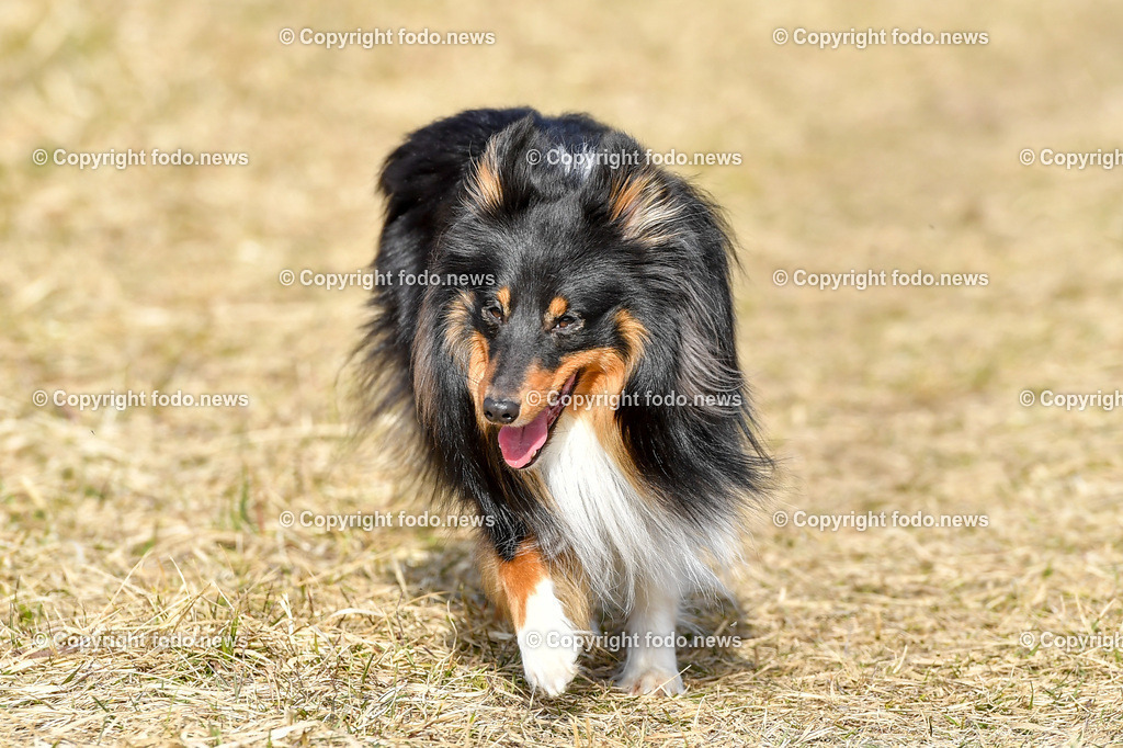 Hund_ Hunde_ 03.03.2022-2 | 03.03.2022, Linz, AUT, Hund, Hunde, Themenbild, im Bild Hund, Hunde, spazieren, Freilaufzone, Spazierweg, Arrigo und Luigi