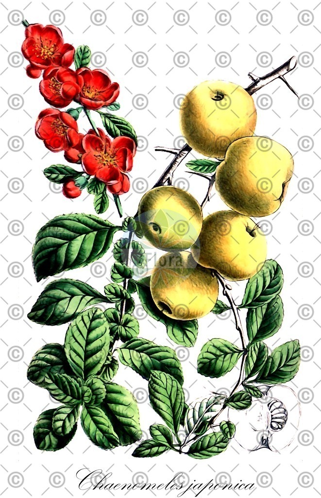 HistAbb_EMP_95274_2_FloraD_Simple | Historische Abbildung von Chaenomeles japonica - Rosaceae (Japanische Zierquitte) | Historical Illustration of Chaenomeles japonica - Rosaceae (japanese quince)