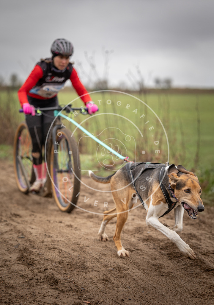 DV3A9154-Bearbeitet | Hundefotografie, Tierfotograf, Pfotenfotografie, Fotoshooting Hund, Hunde Portrait, Hundesport, Hundeportraits, Heideshooting, Hunde, Sportfotograf, Hundefotograf, Turnierhundsport, THS,  - Realisiert mit Pictrs.com