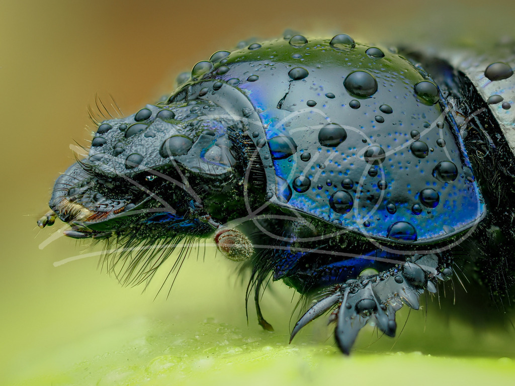 Blauer Käfer | Naturschönheiten aus Deutschland. Pflanzen und Tiere, Insekten und Naturschauspiele. Alle schönen Details, die uns umgeben, fotografiert von Michi Moc.  - Realisiert mit Pictrs.com