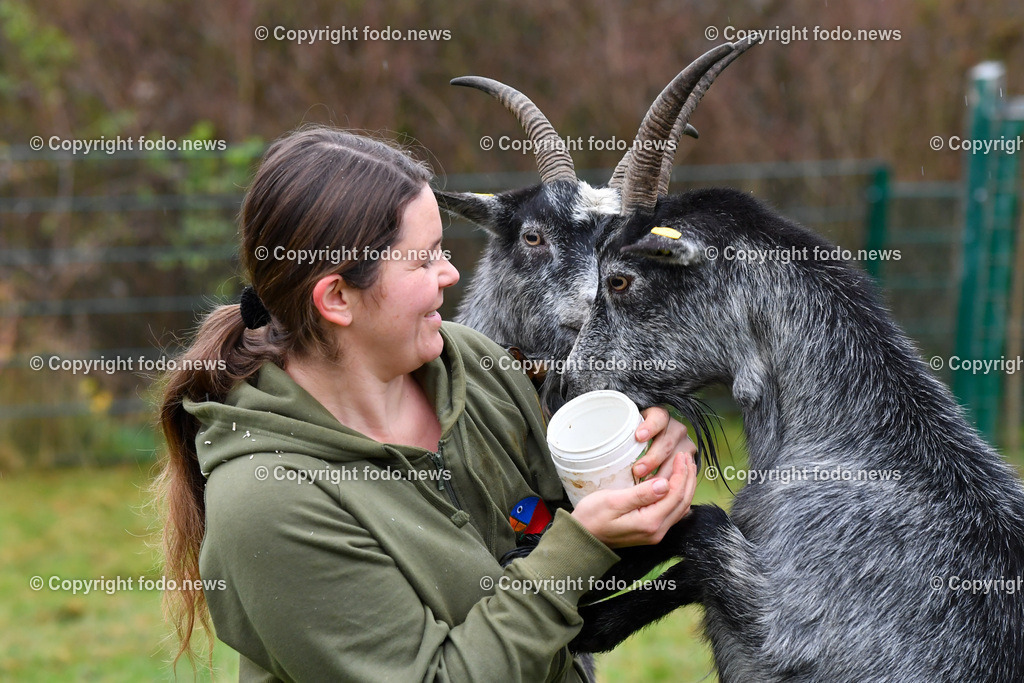 Zoo Linz_ 22.11.2022-14 | 22.11.2022, Zoo Linz, AUT, Schafe, Ziegen, roter Panda, im Bild Blobe Ziegen mit Tierpflegerin Julia