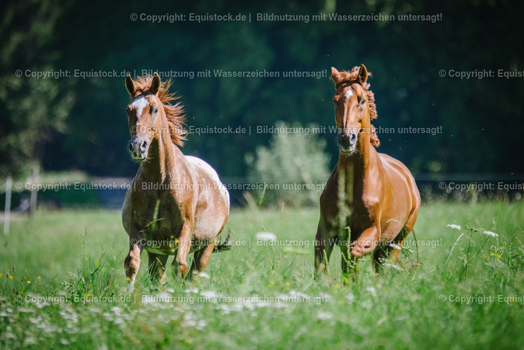20160826_Wallach_auf_der_Koppel_0014 | Foto: Thomas Hartig