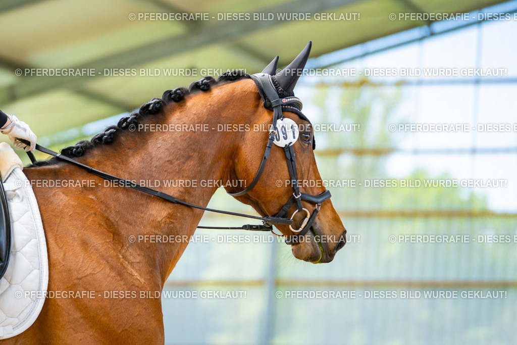 DSC09293 | Pferdegrafie