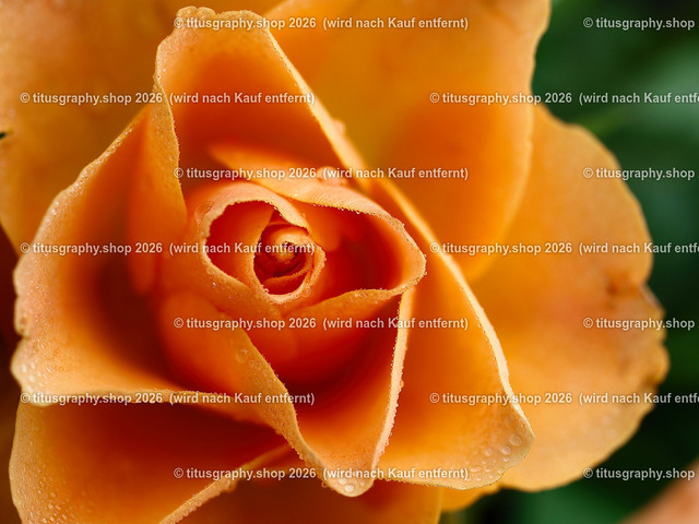 titusgraphy_P6100491-vz-ln | OLYMPUS DIGITAL CAMERA - Realisiert mit Pictrs.com