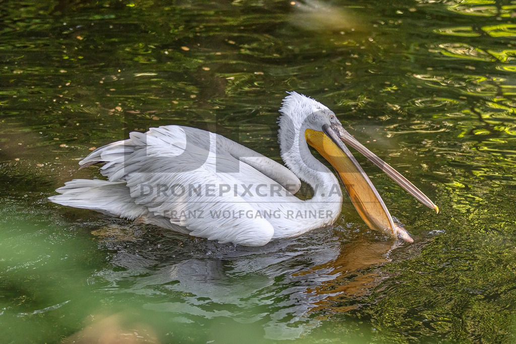 Pelikan am Wasser | Ein majestätischer Pelikan ruht auf einem Baumstamm am Wasser, umgeben von Schilf. Wildlife- und Naturfotografie in voller Schönheit. - Realisiert mit Pictrs.com