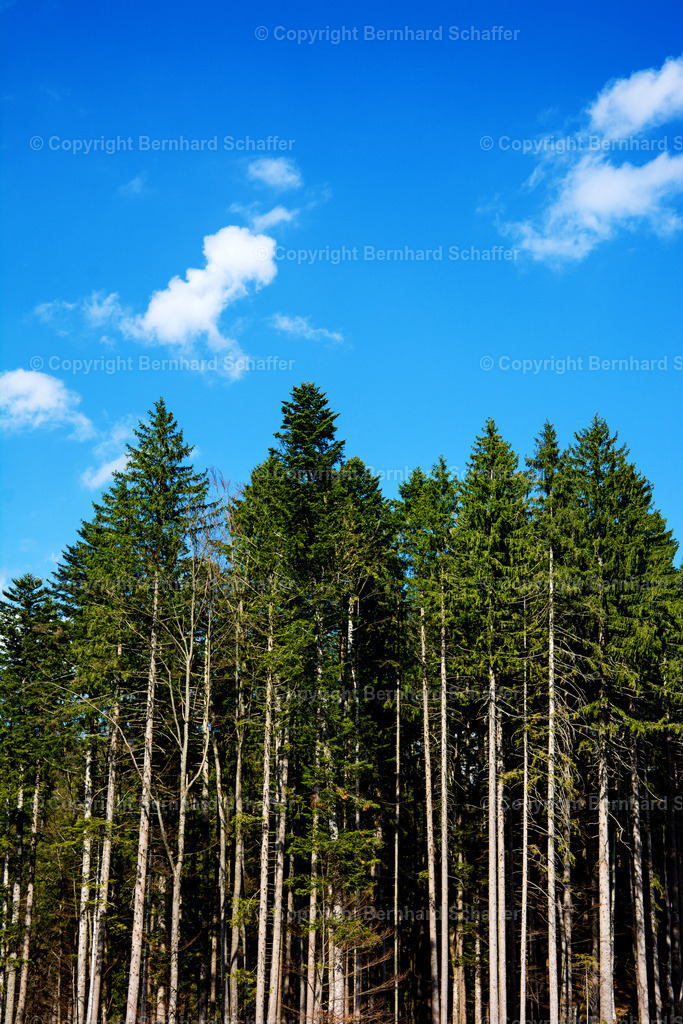 Baumspitzen | Baumstämme und Baumspitzen eines Waldes mit Nadelbäumen vor einem blauen Himmel. - Realisiert mit Pictrs.com