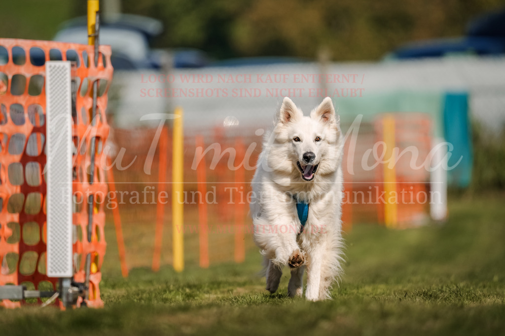 20250928_Hunderennen-701 | MuT (Mensch und Tier) mit Mona - Fotografie und Tierkommunikation - Realisiert mit Pictrs.com
