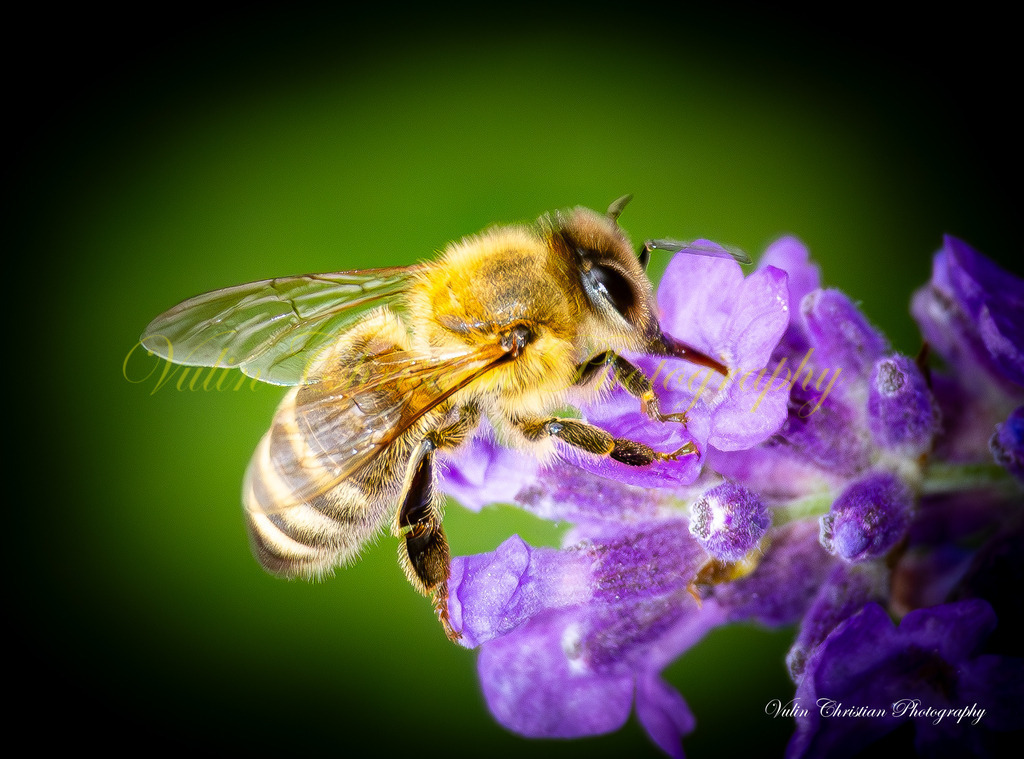 Macro 21 | Christian Vulin  - Realisiert mit Pictrs.com