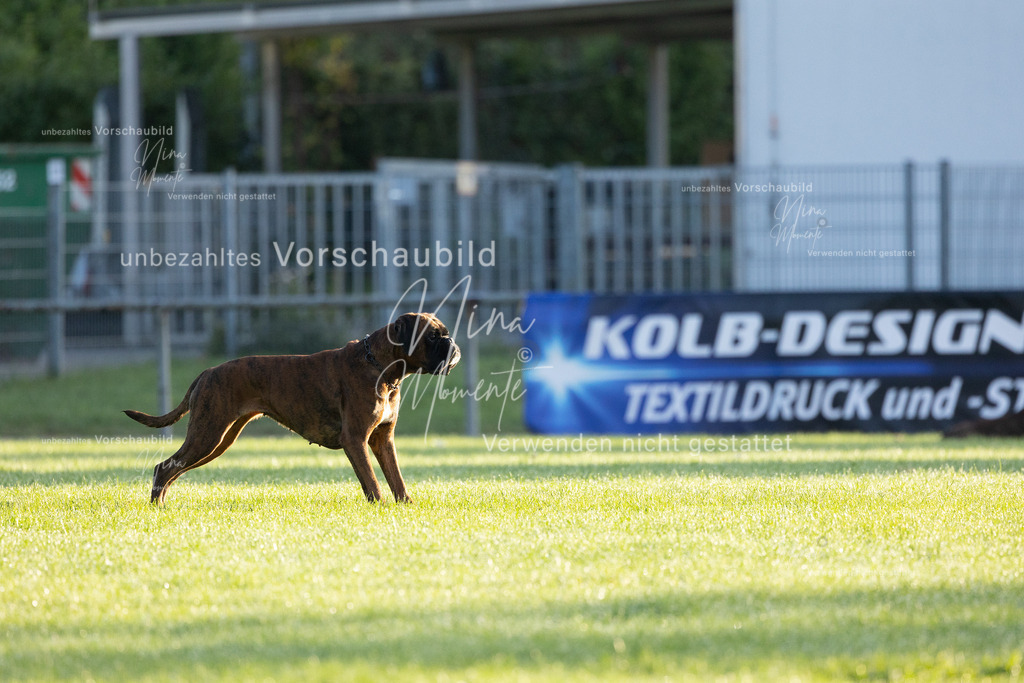 _16A5991 | Einzigartige Fotos von Hunden & Menschen –Actionfotos, Portraits, Vereinsaufnahmen & Paarshootings – authentisch, lebendig & mit Herz.