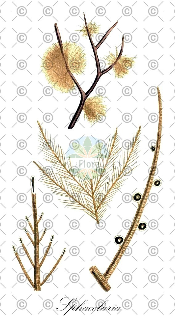HistAbb_wfo-0000738625_1_ENZY_Simple | Historische Abbildung von Sphacelaria - Sphacelariaceae (0) | Historical Illustration of Sphacelaria - Sphacelariaceae (0)