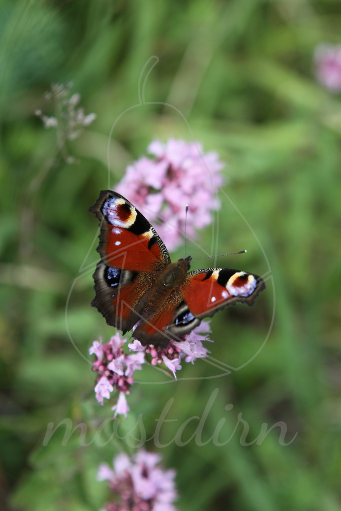 Tagpfauenauge | Bei Veröffentlichung des Bildes ist eine Namensnennung wie folgt erforderlich: 
Foto: Mostdirn Irmgard Wieser
 - Realisiert mit Pictrs.com