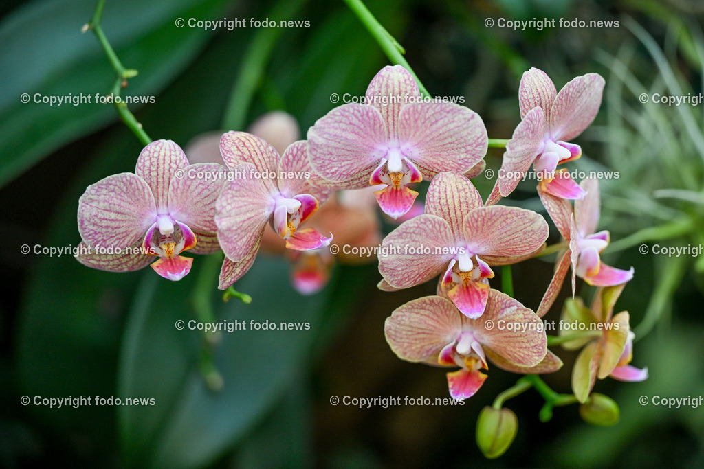 Botanischer Garten Linz_ Schmetterlinge_ Orchideen_ 21.01.2024-95 | 21.01.2024, Botanischer Garten Linz, AUT, Orchideen, im Bild Blume, Bluete, Pflanze, Tropenhaus, tropisch, Farbe, exotisch, bunt, Flora