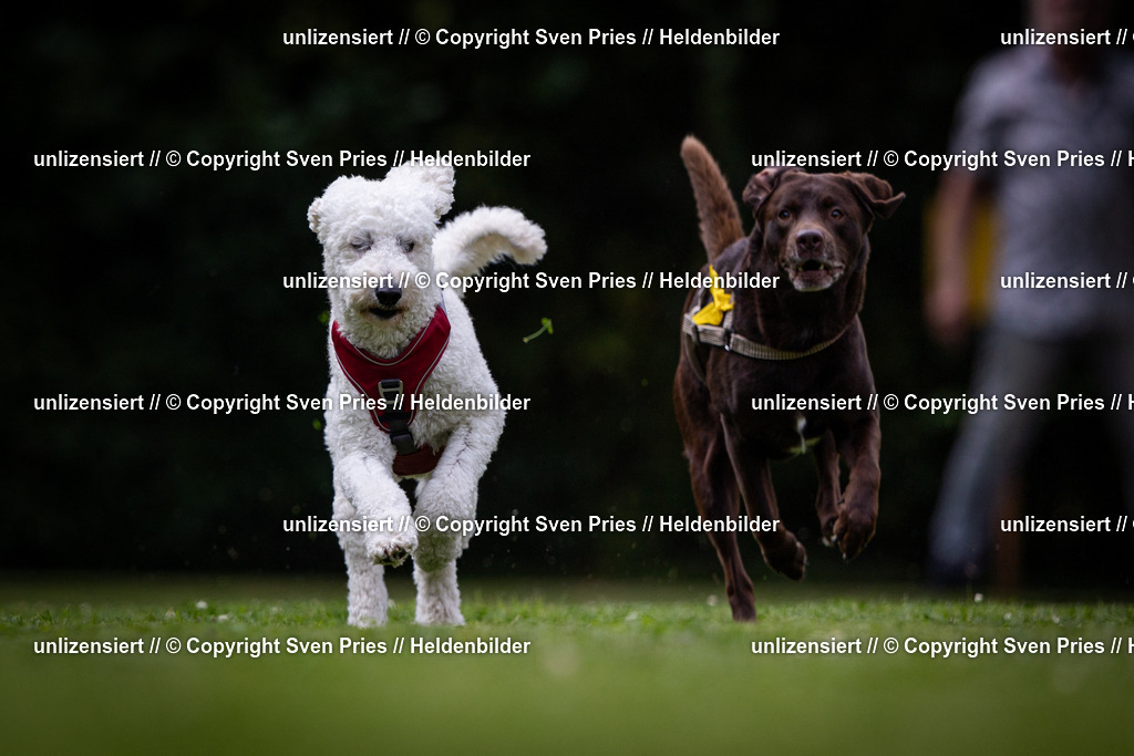 Sven Pries | 19. Allgemeines Hunderennen Karlsruhe Durlach - Realisiert mit Pictrs.com