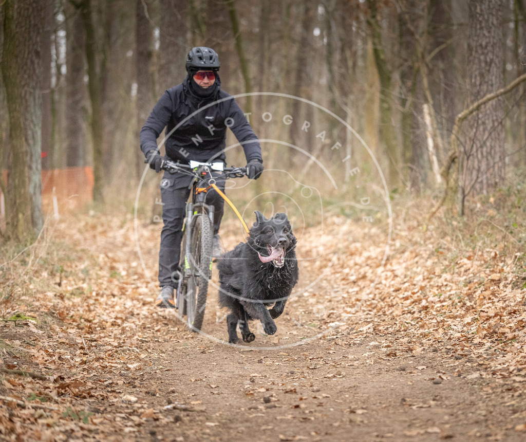 Pfotenfotografie_DV3A6392 | Hundefotografie, Tierfotograf, Pfotenfotografie, Fotoshooting Hund, Hunde Portrait, Hundesport, Hundeportraits, Heideshooting, Hunde, Sportfotograf, Hundefotograf, Turnierhundsport, THS,  - Realisiert mit Pictrs.com